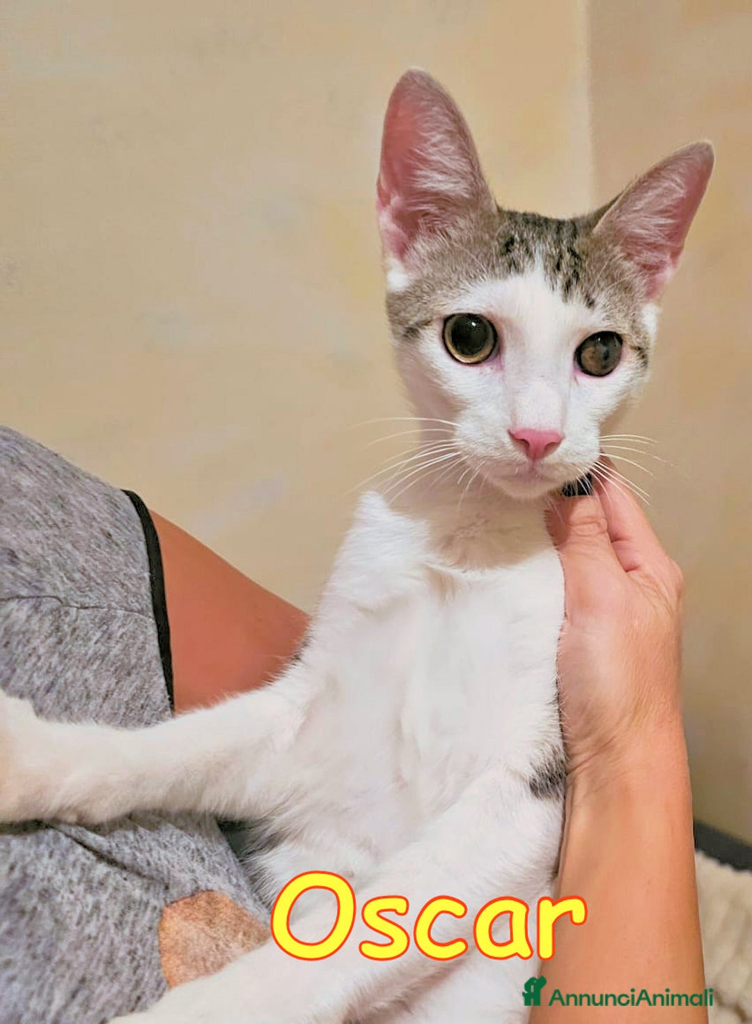 Europeo gatti in regalo: 📍ADOZIONE URGENTE PER OSCAR - Annuncio 2