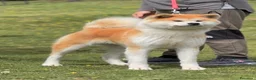 Akita Inu cani in vendita: Cucciolo Akita inu (Top Selection) a Città metropolitana di Roma Capitale - Annuncio 3