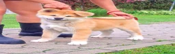Akita Inu cani in vendita: Cuccioli Akita Inu – disponibili ancora 3 cuccioli - Annuncio 2