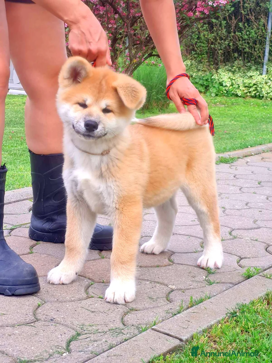 Akita Inu cani in vendita: Cuccioli Akita Inu – disponibili ancora 3 cuccioli - Annuncio 2
