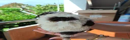 Lagotto cani in vendita: Cuccioli di Lagotto Romagnolo a Città metropolitana di Roma Capitale - Annuncio 3
