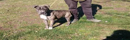 Meticcio cani in regalo: ASIA MERAVIGLIOSA CREATURA TRADITA SENZA PIETA' - Annuncio 4