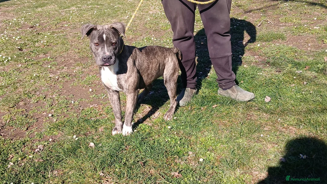 Meticcio cani in regalo: ASIA MERAVIGLIOSA CREATURA TRADITA SENZA PIETA' - Annuncio 4