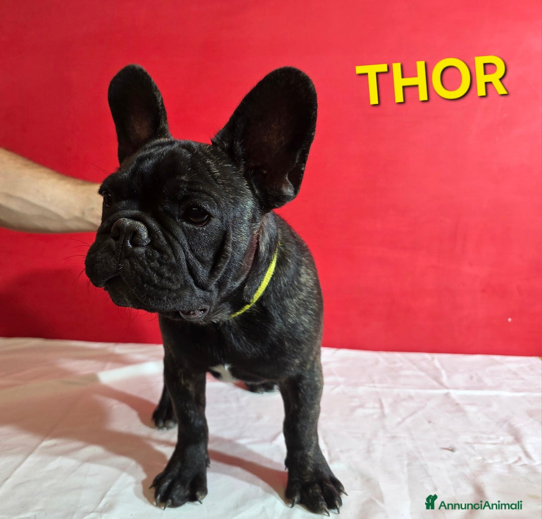 Bulldog Francese cani in vendita: Cuccioli Bulldog Francese  - Annuncio 2