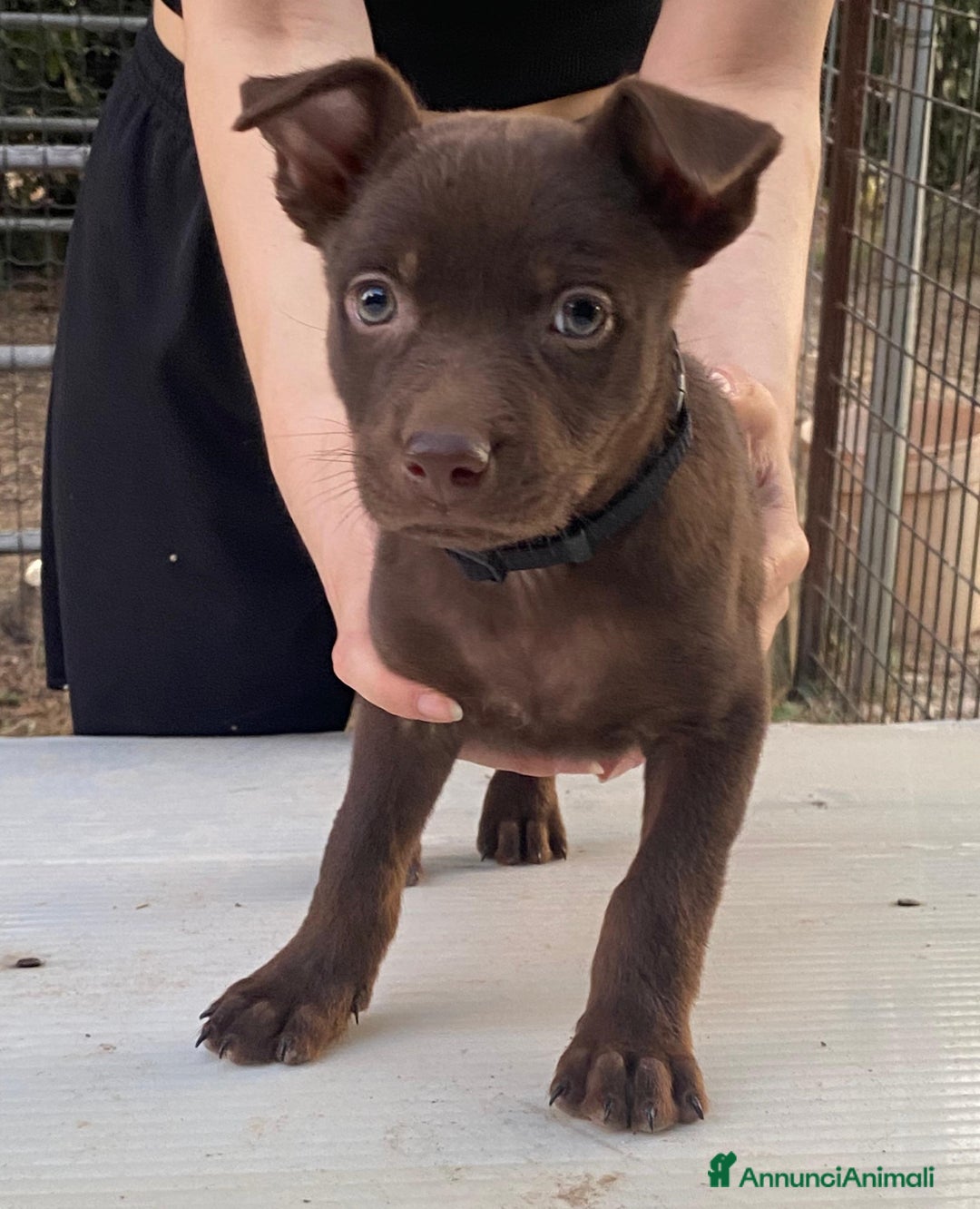 Australian Kelpie cani in vendita: Cuccioli di Australian Kelpie a Provincia di Teramo - Immagine 3