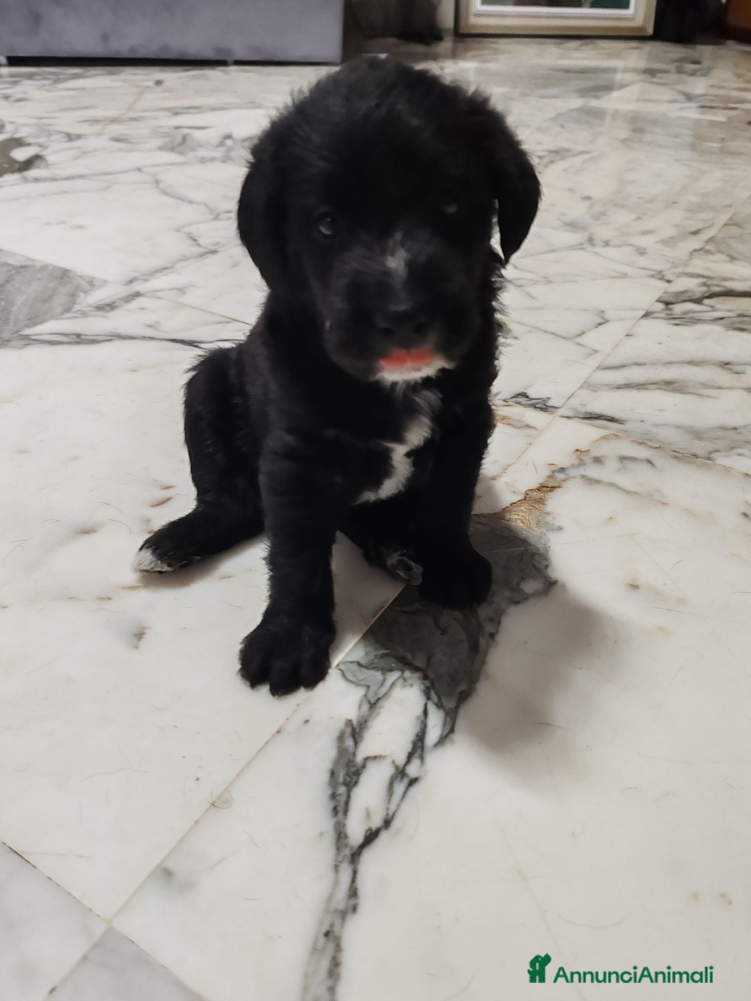 Meticcio cani Regalo Roma - Annuncio 21