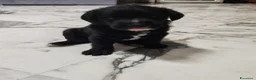 Meticcio cani in regalo: Regalo Roma - Annuncio 1