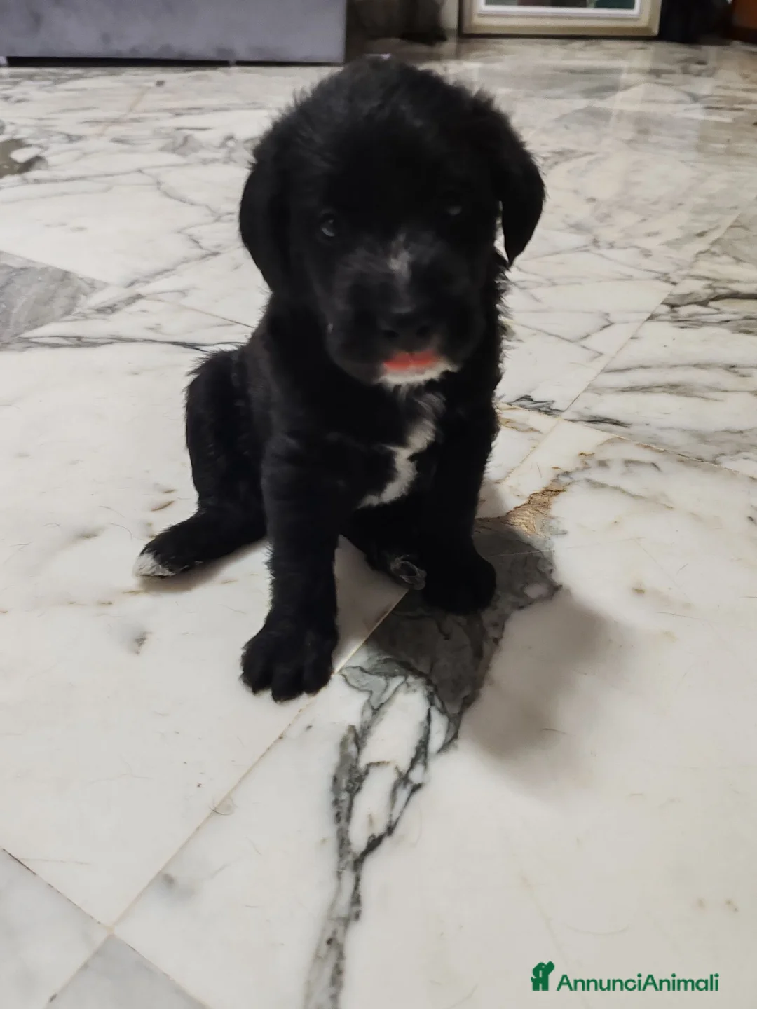 Meticcio cani in regalo: Regalo Roma - Annuncio 1