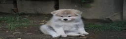 Akita Inu cani in vendita: Cuccioli di AKITA LOMBARDIA - Annuncio 9