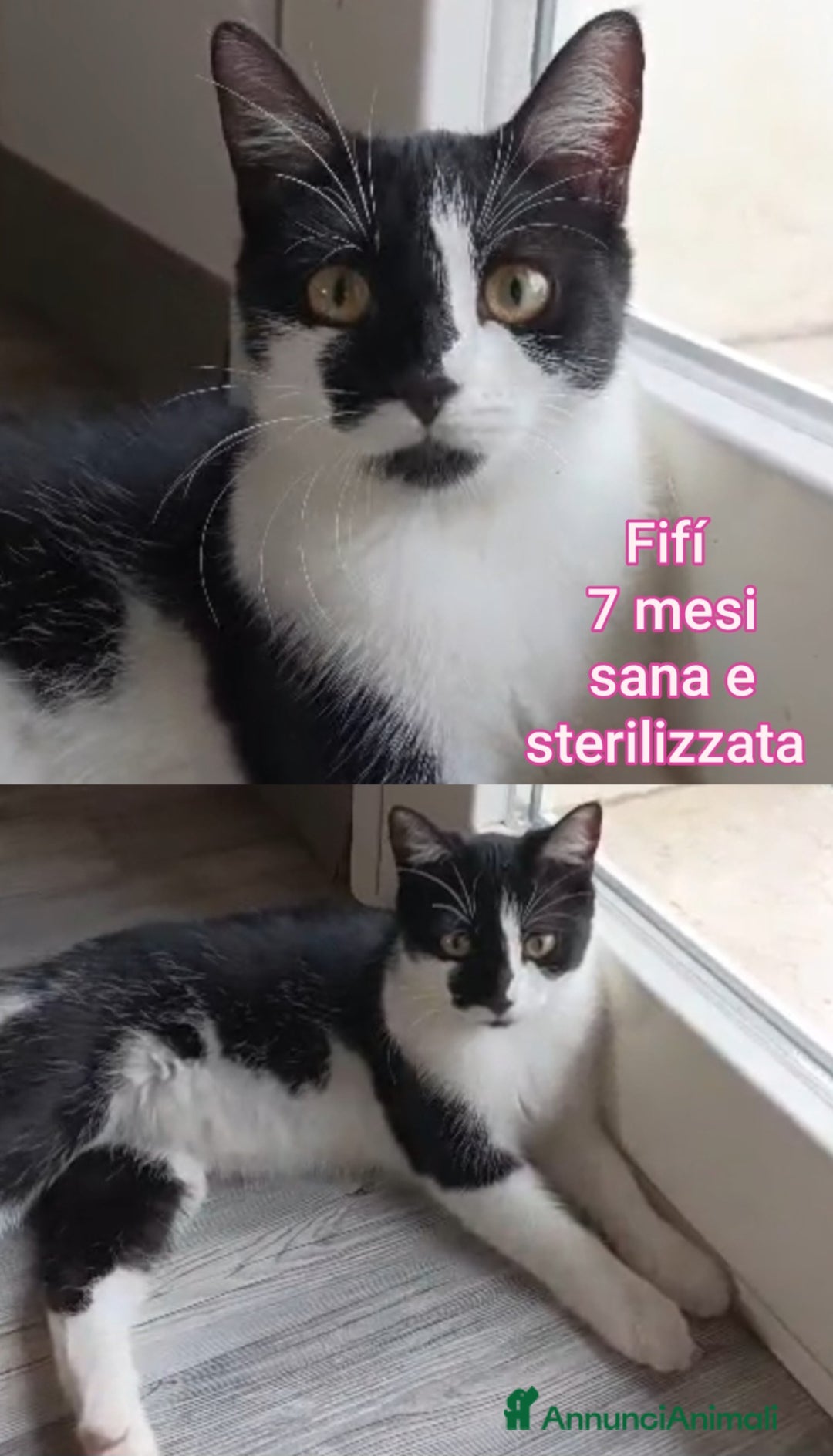 Altre razze gatti in regalo: GATTINI ADORABILI IN CERCA DI CASA  - Annuncio 9