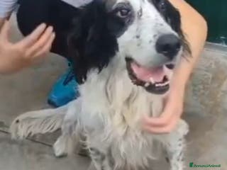 Setter Inglese cani Setter inglese 10anni IPOVEDENTE SOS CASA BRESCIA - Annuncio 5