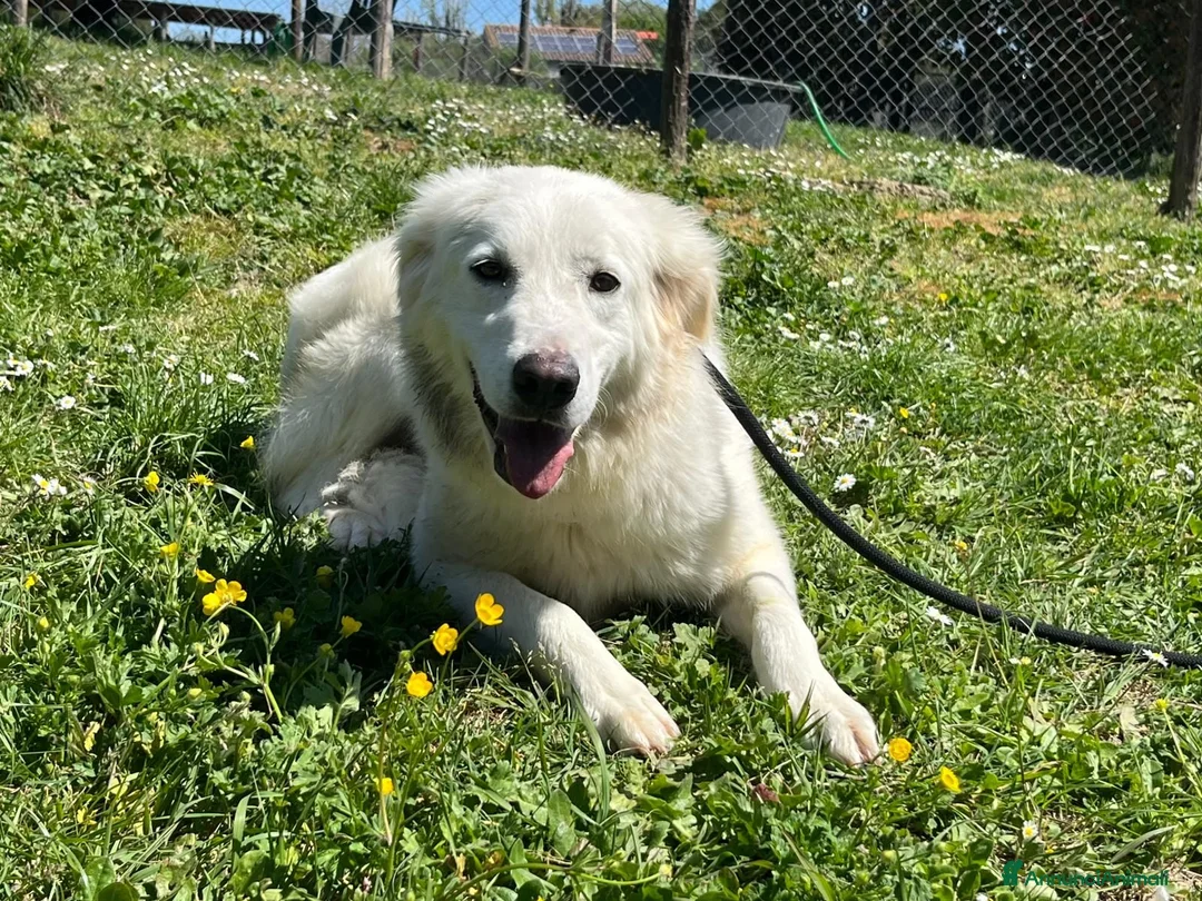 Meticcio cani in regalo: MARY ABBANDONATA COME SPAZZATURA CERCA CASA - Annuncio 4