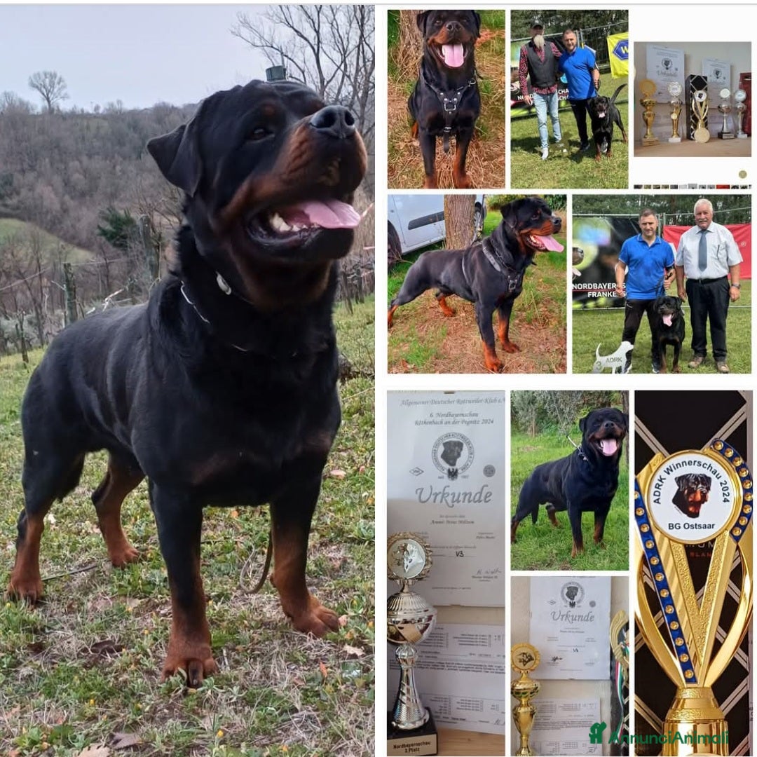 Rottweiler cani in vendita: Disponibili cuccioli Rottweiler  - Annuncio 29