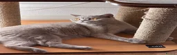 British gatti in vendita: British Shorthair Lilac 💜 - Annuncio 1