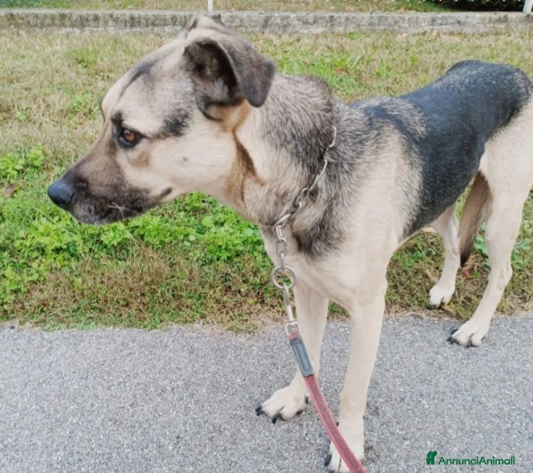 Altre razze cani in regalo: Tango pastorino 4/5anni da 1lager a MILANO SOSCASA a Città metropolitana di Milano - Annuncio 4