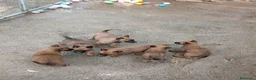 Pastore Belga cani in vendita: Malinois cuccioli - Annuncio 2