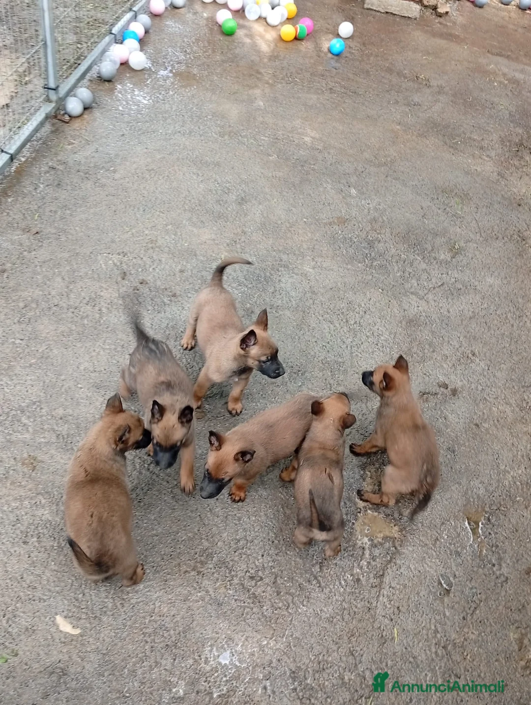 Pastore Belga cani in vendita: Malinois cuccioli - Annuncio 2