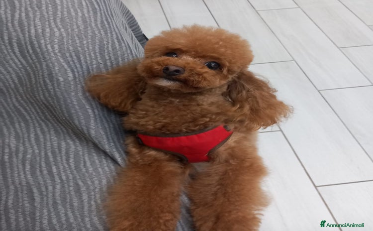Barboncino cani a Città Metropolitana di Napoli - Annuncio 12