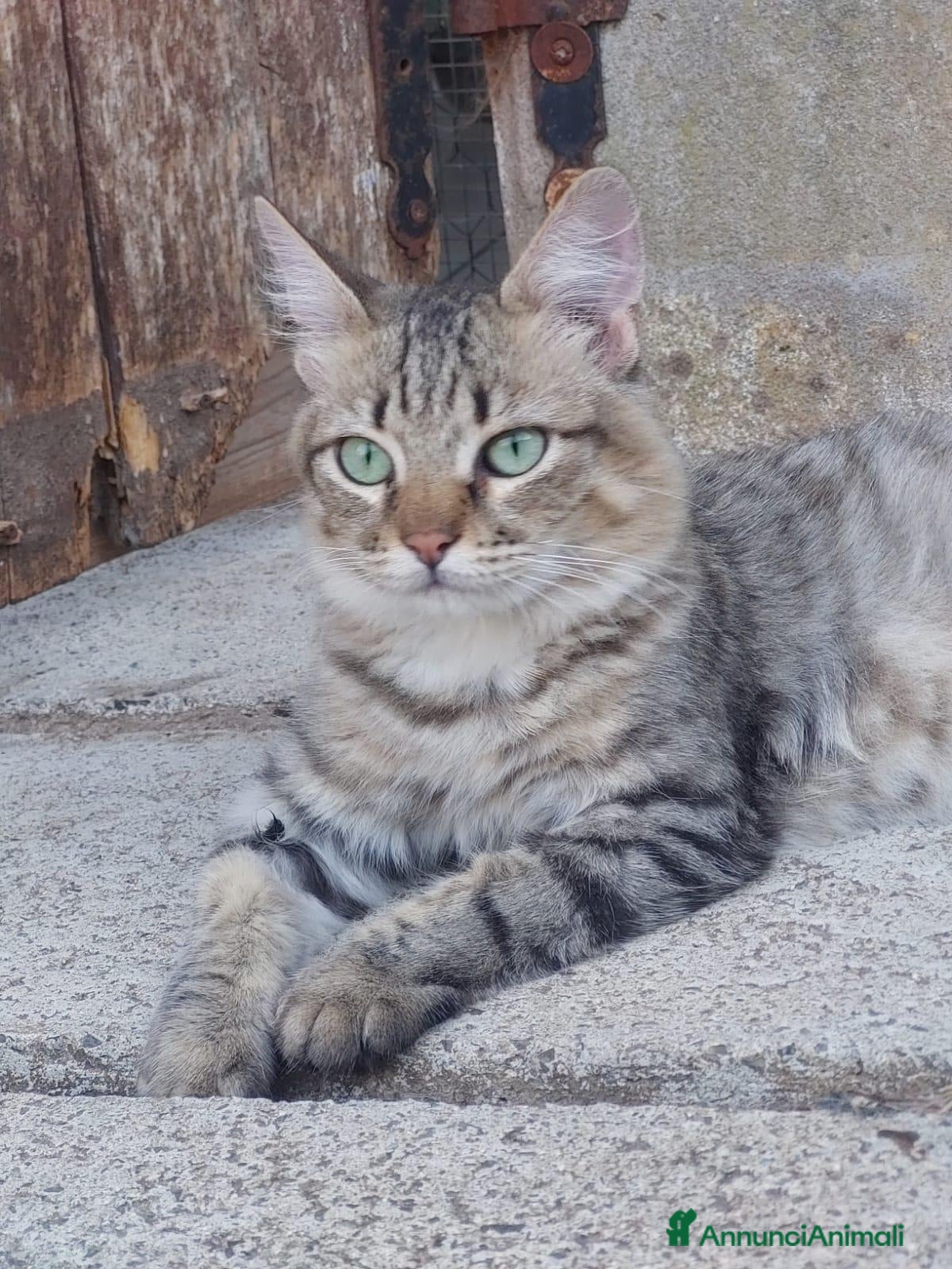 Europeo gatti Tiger, un micio speciale cerca casa - Annuncio 27