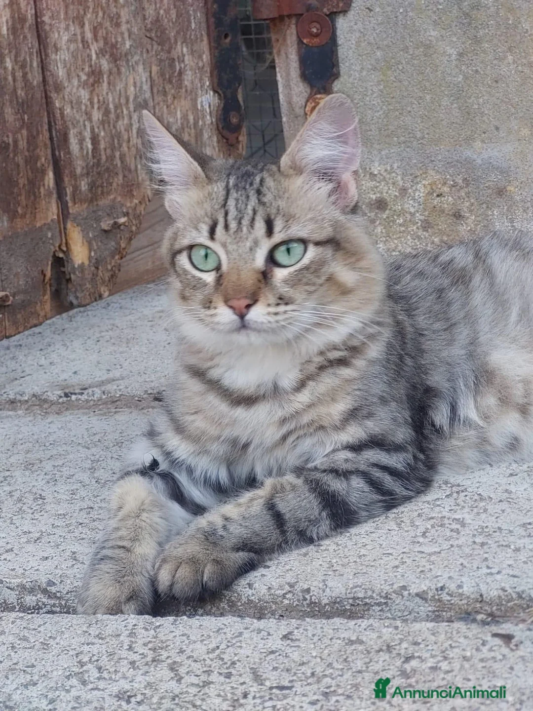 Europeo gatti in regalo: Tiger, un micio speciale cerca casa - Annuncio 1