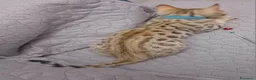 Bengala gatti in vendita: Gatto del Bengala  - Annuncio 4