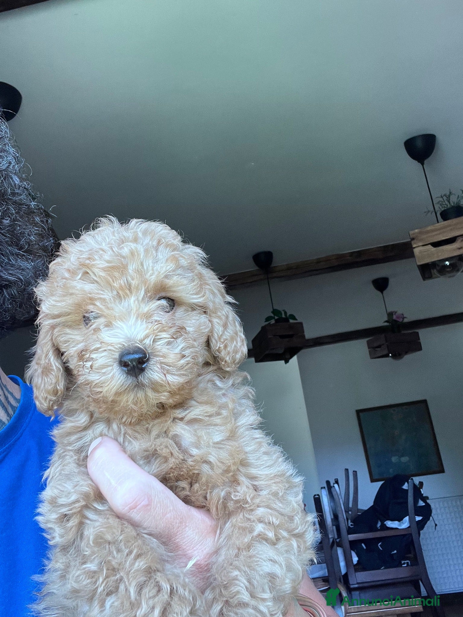 Barboncino cani Barboncini Nani - Annuncio 13
