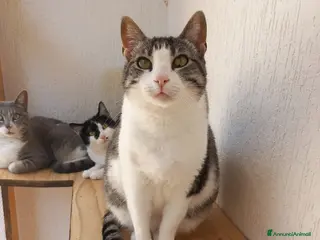 Europeo gatti Tenera micia in adozione, SISSI! - Annuncio 35