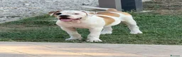 Bulldog cani in vendita: Cucciolo American bulldog  - Annuncio 9