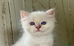 Sacro di Birmania gatti in vendita: Cucciolo sacro di Birmania  a Città metropolitana di Roma Capitale - Immagine 2