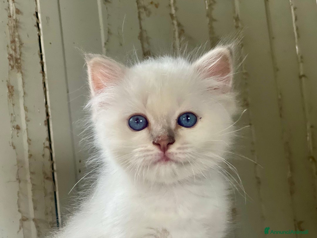 Sacro di Birmania gatti in vendita: Cucciolo sacro di Birmania  a Città metropolitana di Roma Capitale - Immagine 2