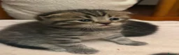 British gatti in vendita: British  - Annuncio 7