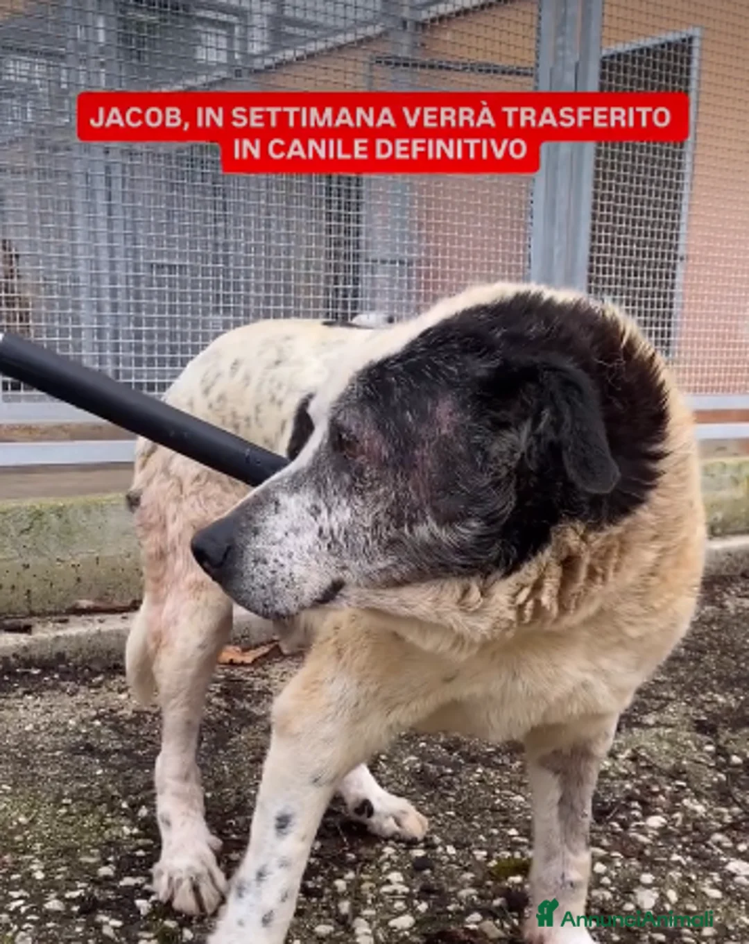Meticcio cani in regalo: ASOZ.DEL 💔:viveva libero, chiuso in box è spavent - Annuncio 2