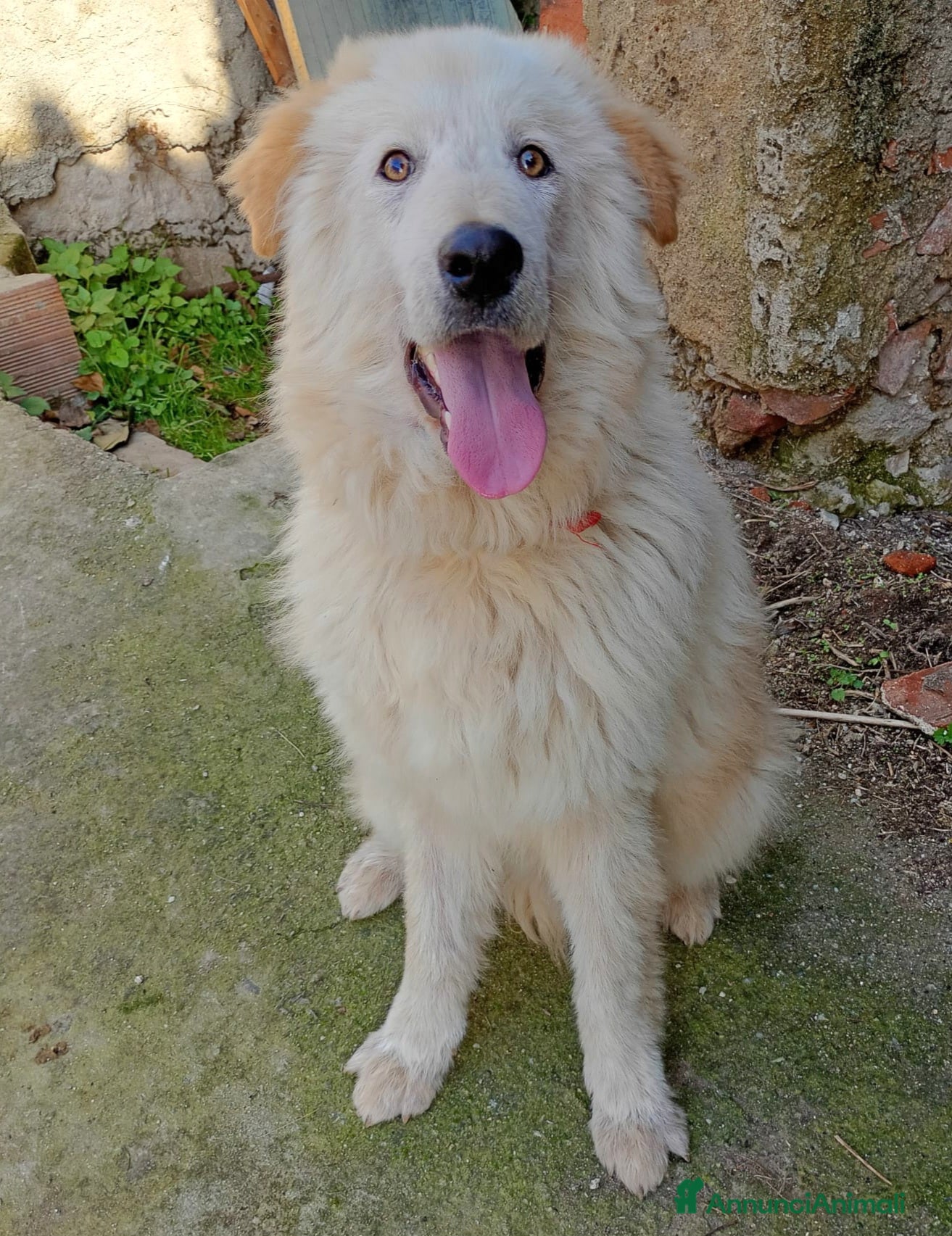 Meticcio cani CARAMELLO MIX GOLDEN - Annuncio 2