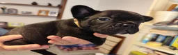 Bulldog Francese cani in vendita: CUCCIOLI DI BOULDOGUE FRANCESE  - Annuncio 5