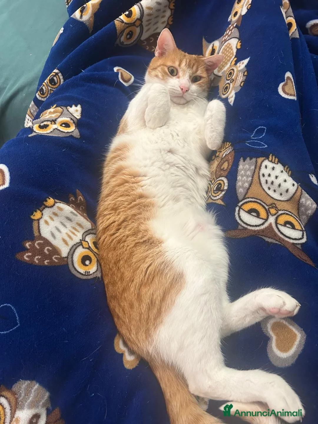 Europeo gatti in regalo: JAMIE e EMY , adorabili gatti da adottare! - Annuncio 8