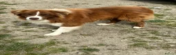 Border Collie cani in vendita: Border collie maschio - Annuncio 4