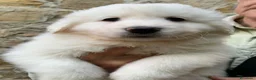Pastore Maremmano cani in vendita: Cuccioli Pastore Maremmano Abruzzese - Annuncio 5