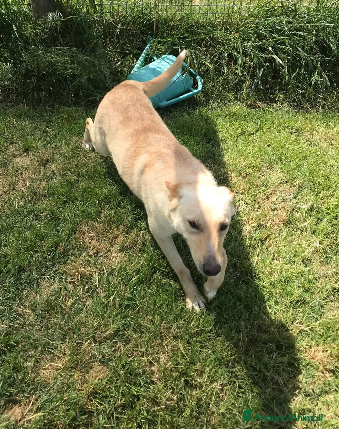 Meticcio cani in regalo: Marina la meticcetta bionda in adozione a Provincia di Latina - Annuncio 4