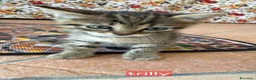 Meticcio gatti in regalo: Gattini - Annuncio 3