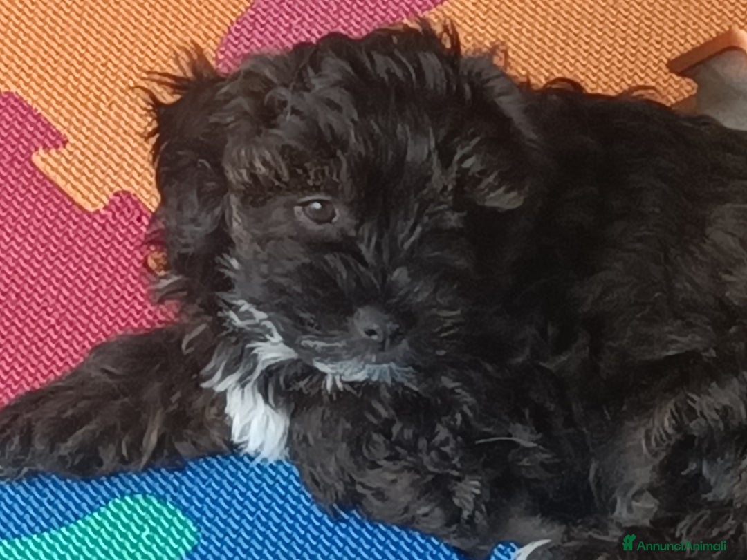 Bichon cani in vendita: CUCCIOLI BICHON HAVANAIS - Annuncio 4