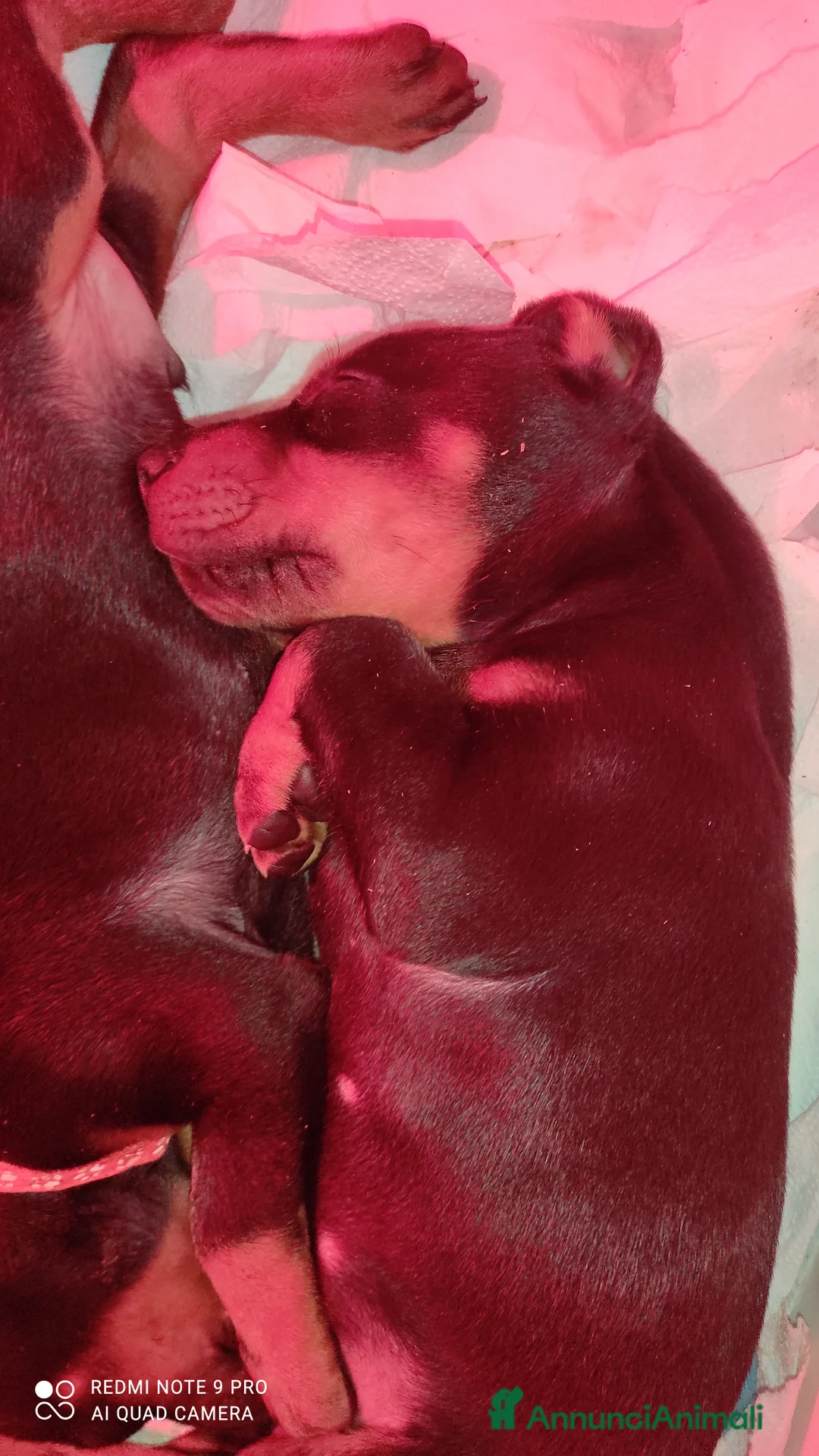 Dobermann cani in vendita: Cuccioli dobermann con pedigree  - Annuncio 2