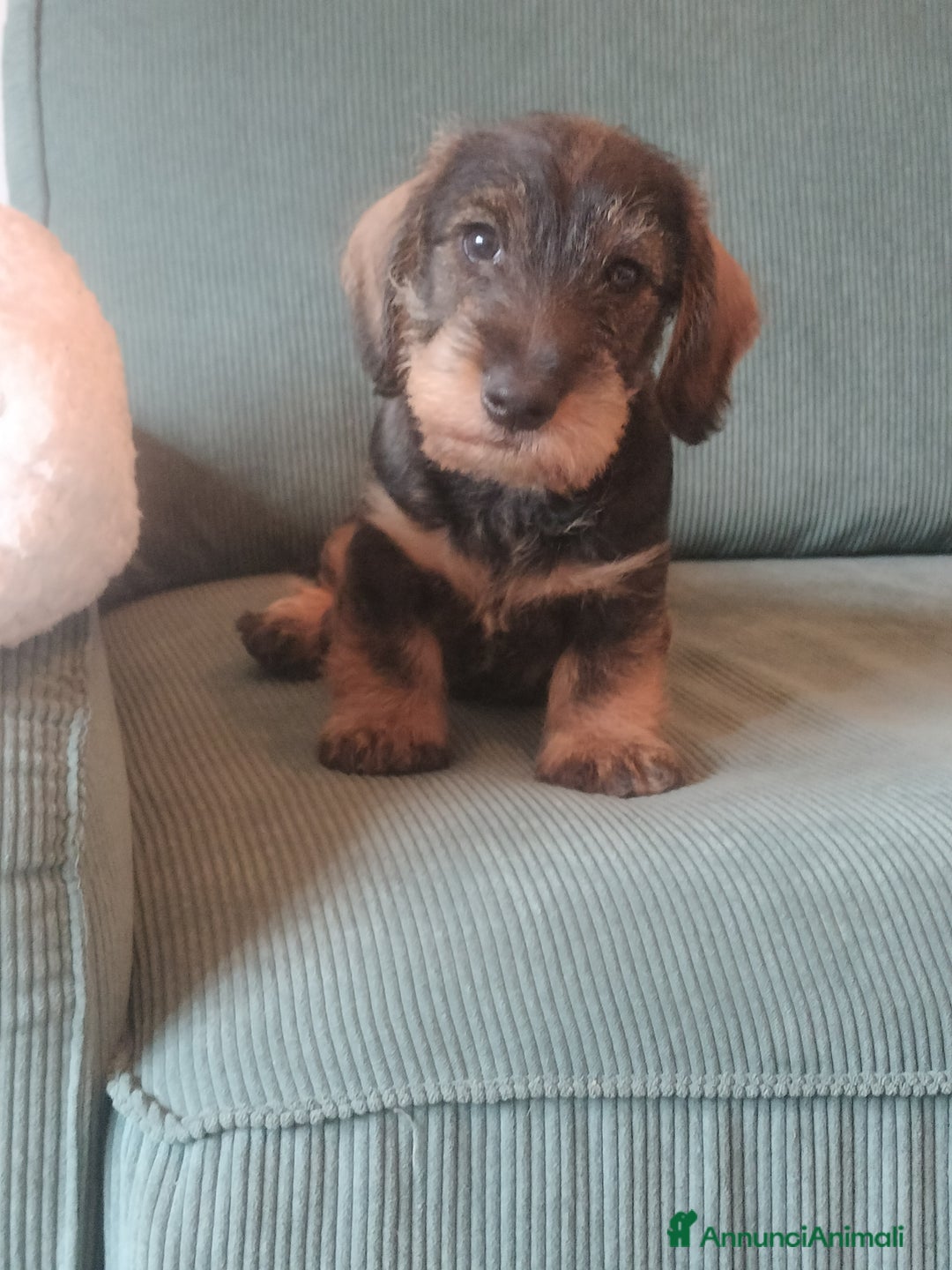 Bassotto cani in vendita: Bassotti a pelo duro  - Annuncio 2