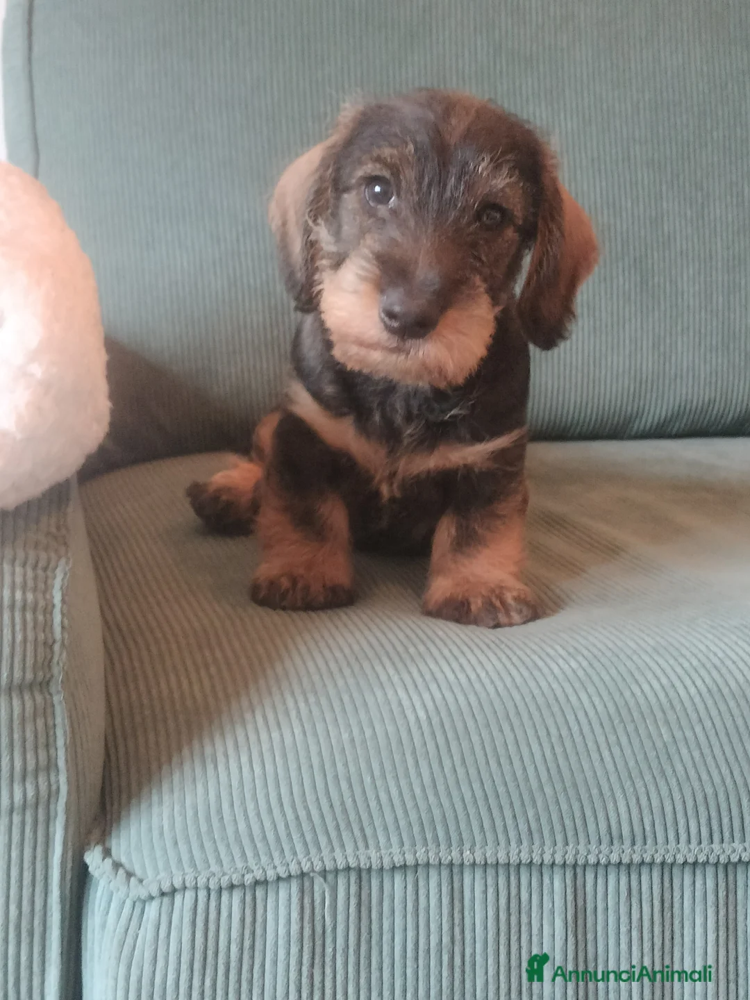 Bassotto cani in vendita: Bassotti a pelo duro  - Annuncio 2