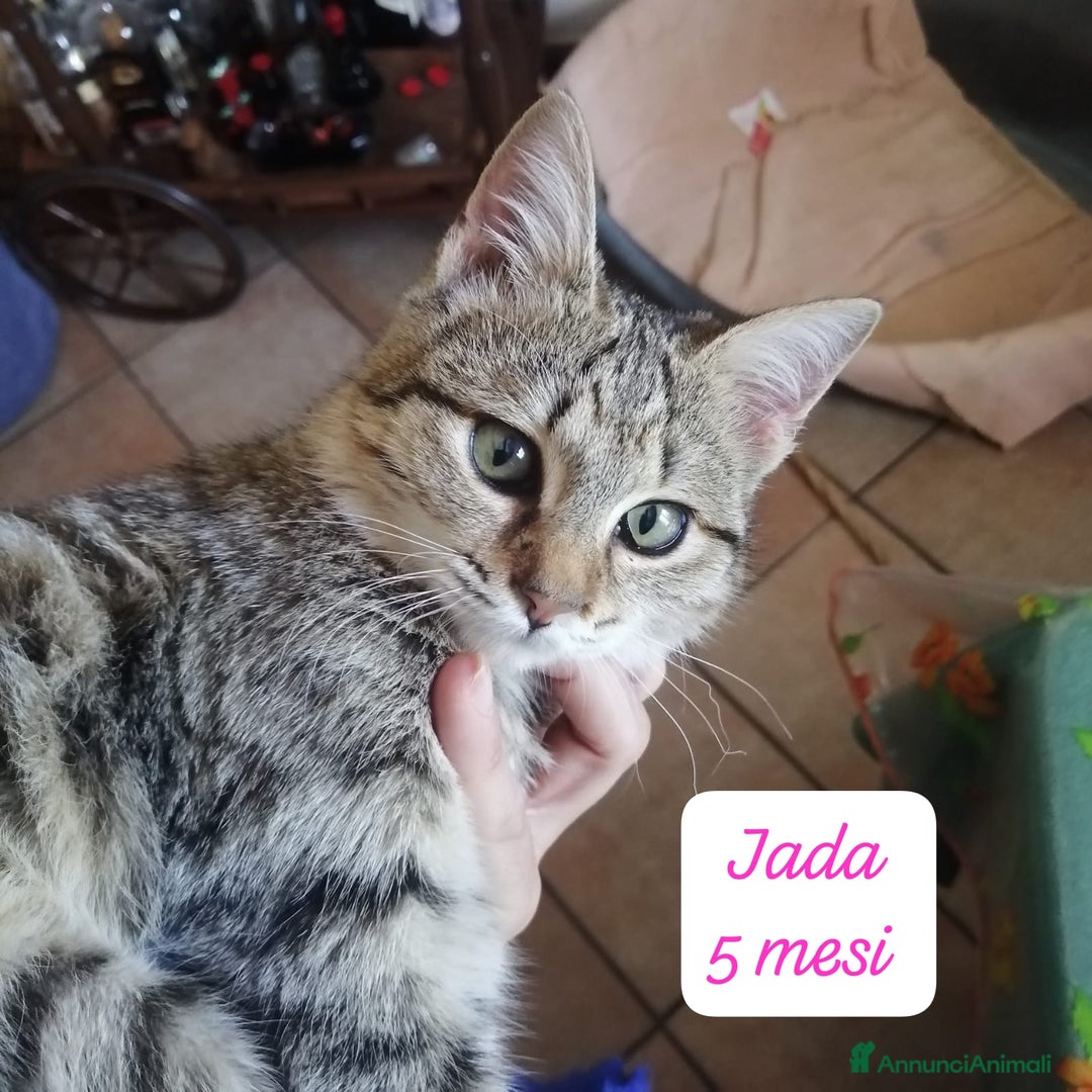 Europeo gatti in regalo: Gattini desiderosi di trovare famiglia  - Annuncio 1