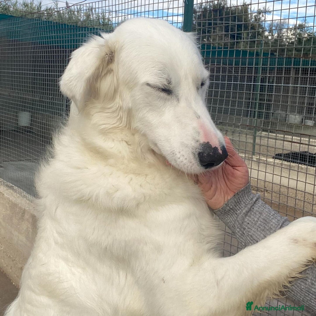 Meticcio cani in regalo: GHALI splendido cagnolino tripode in adozione - Annuncio 6