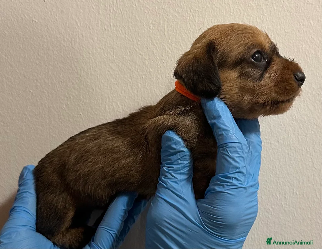 Bassotto cani in vendita: BASSOTTO PELO DURO CUCCIOLI - Annuncio 5