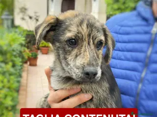 Meticcio cani PIPPO 💙 - cucciolo taglia media.Cerca casa 🙏🏻🥺 - Annuncio 14