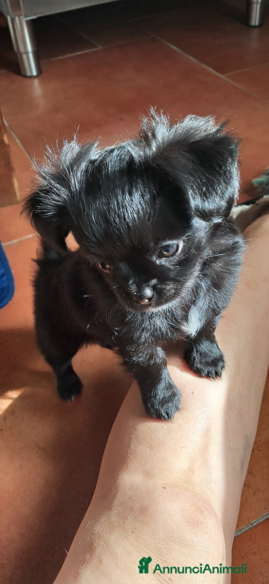 Chihuahua cani in vendita: Cuccioli chihuahua pelo lungo - Annuncio 4