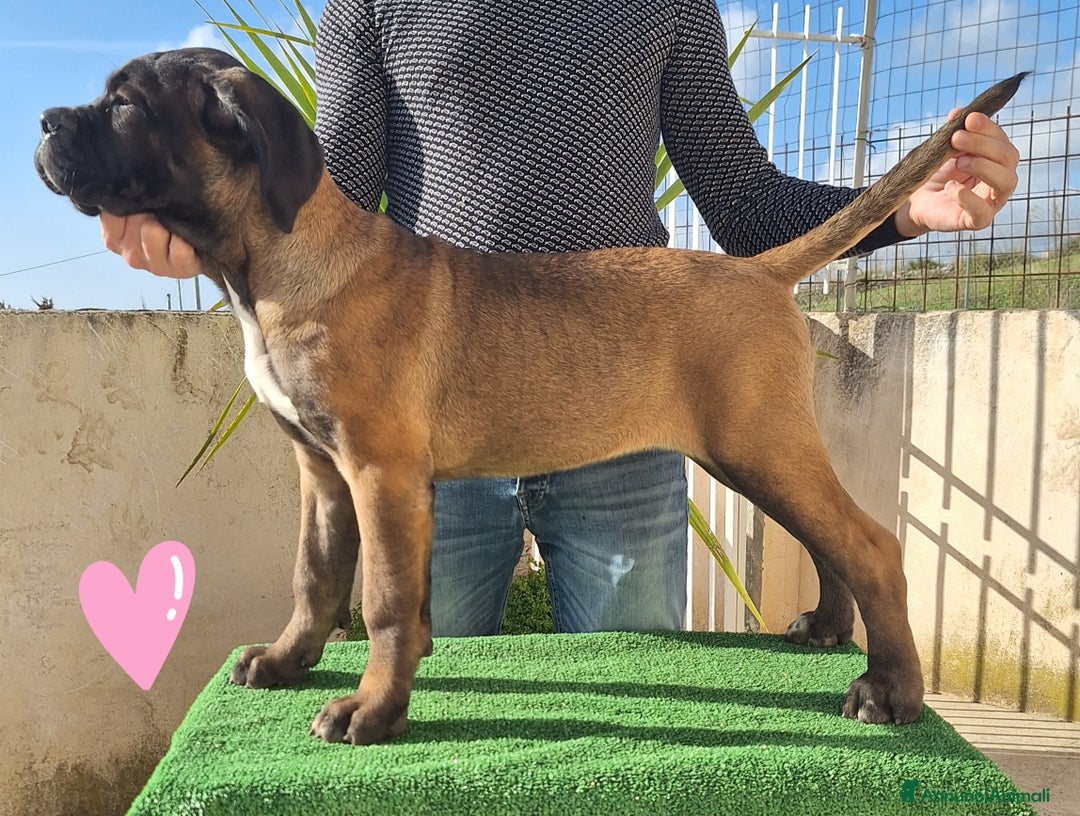 Cane Corso cani in vendita: Cucciole Cane Corso Pedigree - Annuncio 16
