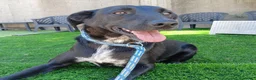 Meticcio cani in regalo:  Kora - Annuncio 6